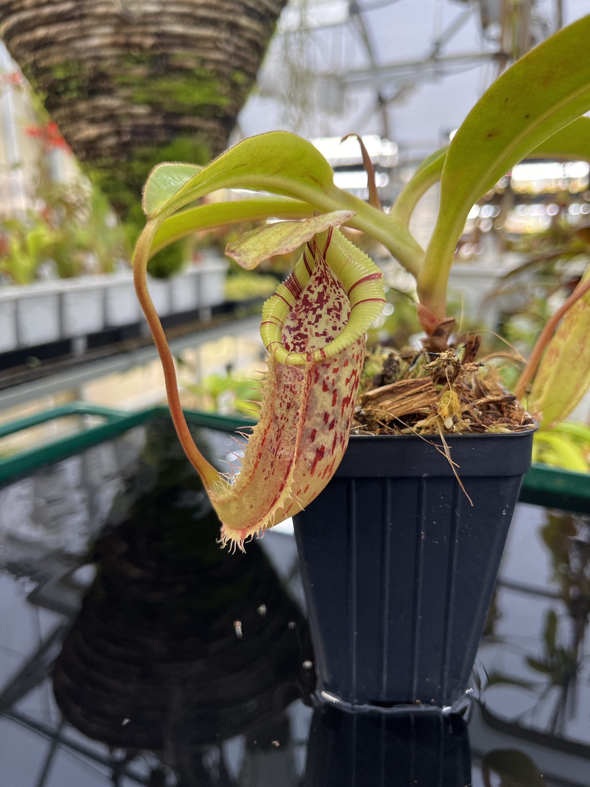 Close Up of Nepenthes singalana x (burbidgeae x edwardsiana) | Borneo Exotics | BE-3984 | H26862
