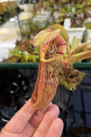 Close Up of Nepenthes singalana x (burbidgeae x edwardsiana) | Borneo Exotics | BE-3984 | H26976