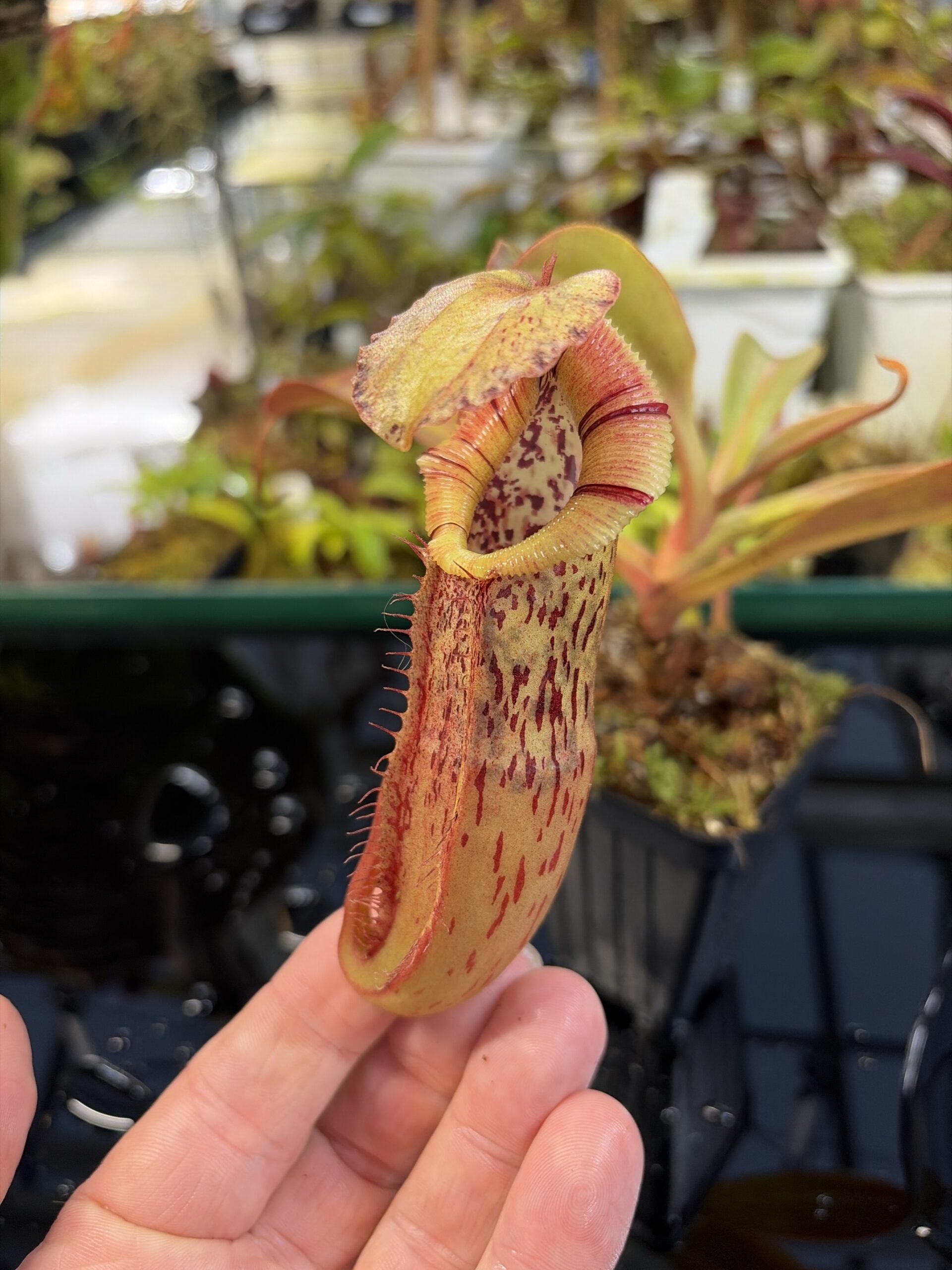 Close Up of Nepenthes singalana x (burbidgeae x edwardsiana) | Borneo Exotics | BE-3984 | H26976