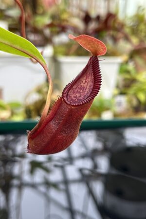 Close Up of Nepenthes singalana x diabolica | Borneo Exotics | BE-3900 | H26800