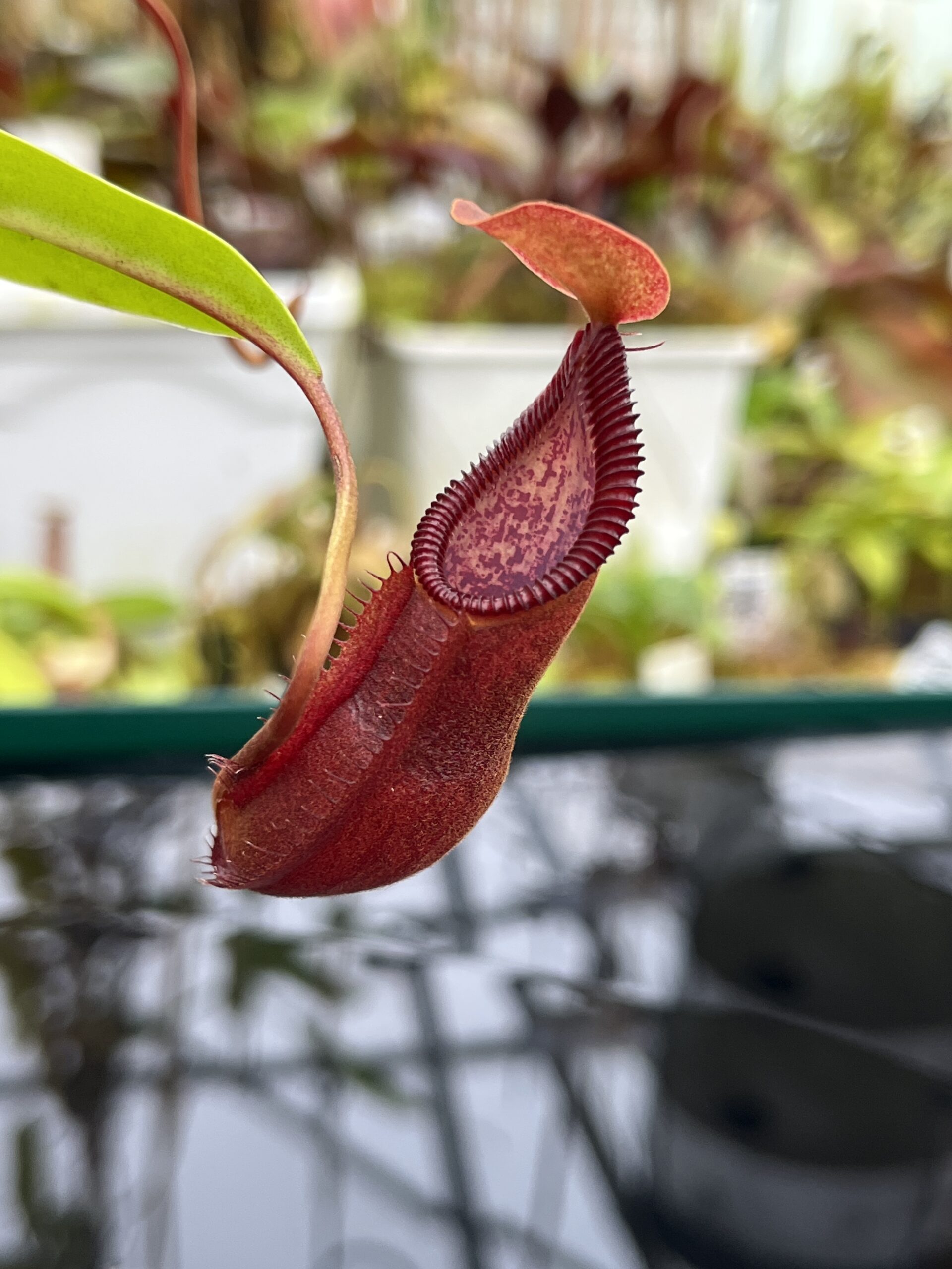Close Up of Nepenthes singalana x diabolica | Borneo Exotics | BE-3900 | H26800