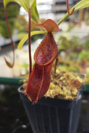 Close Up of Nepenthes singalana x diabolica | Borneo Exotics | BE-3900 | H26980