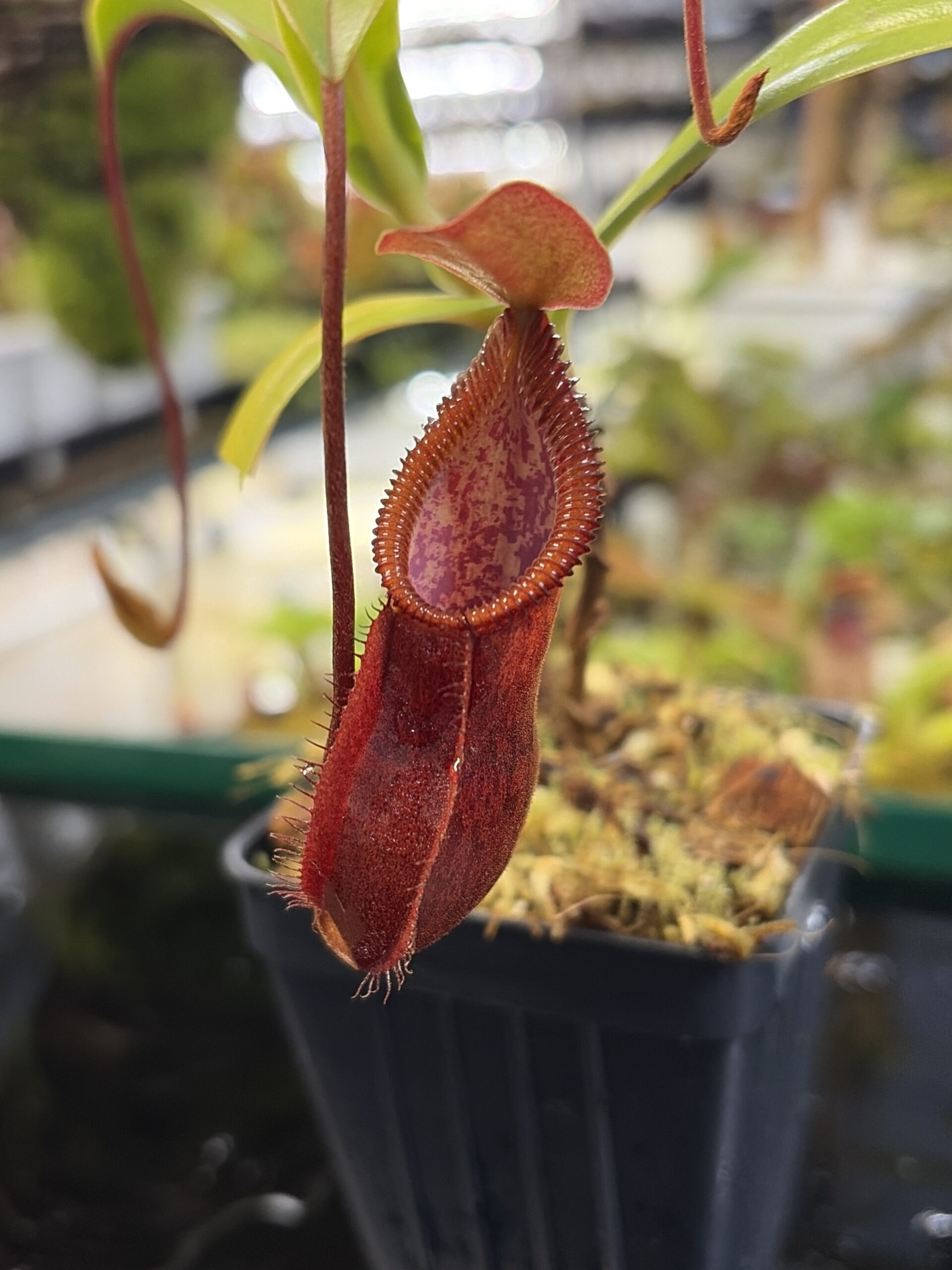 Close Up of Nepenthes singalana x diabolica | Borneo Exotics | BE-3900 | H26980