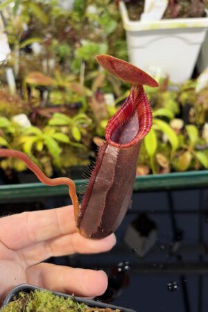 Close Up of Nepenthes singalana x lowii | Borneo Exotics | BE-4080 | H26979