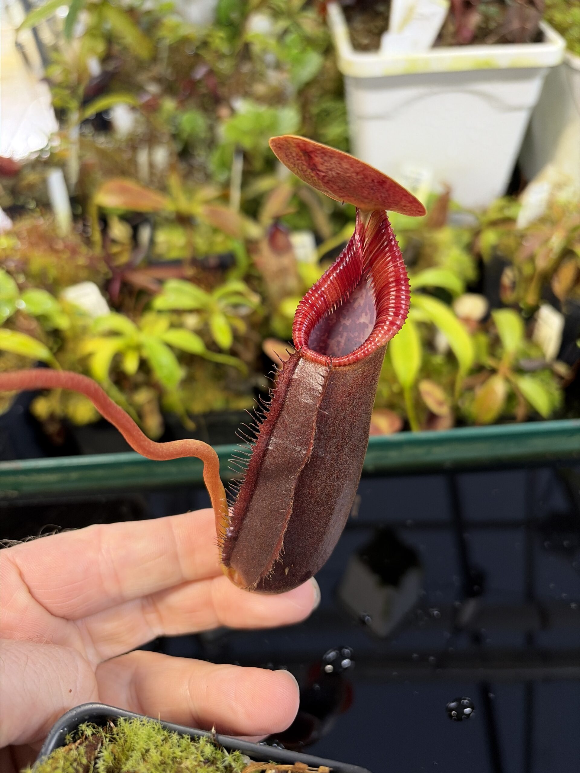 Close Up of Nepenthes singalana x lowii | Borneo Exotics | BE-4080 | H26979