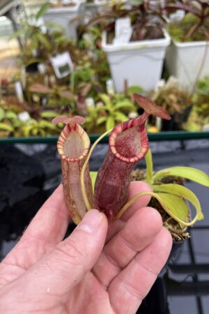 Close Up of Nepenthes spathulata x (densiflora x spectabilis) | Borneo Exotics | BE-4589 | H26803