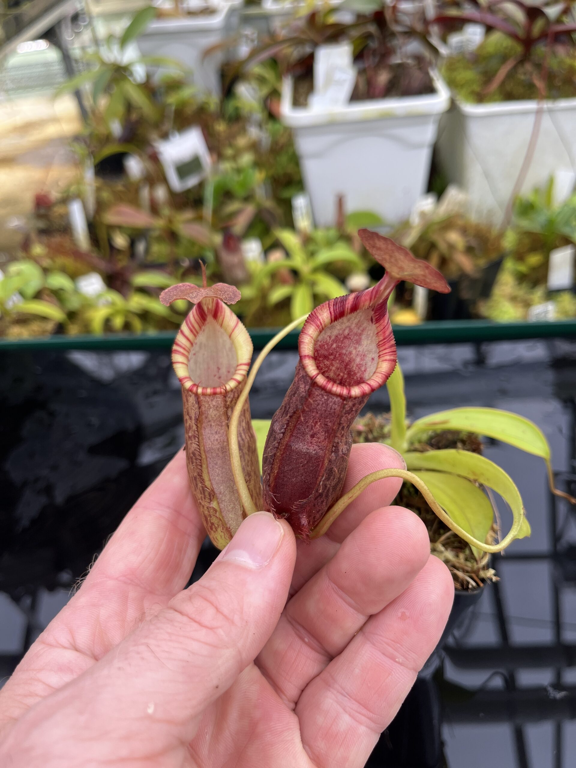Close Up of Nepenthes spathulata x (densiflora x spectabilis) | Borneo Exotics | BE-4589 | H26803