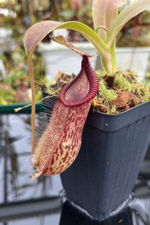 Close Up of Nepenthes spathulata x hamata | Borneo Exotics | BE-3793 | H26802