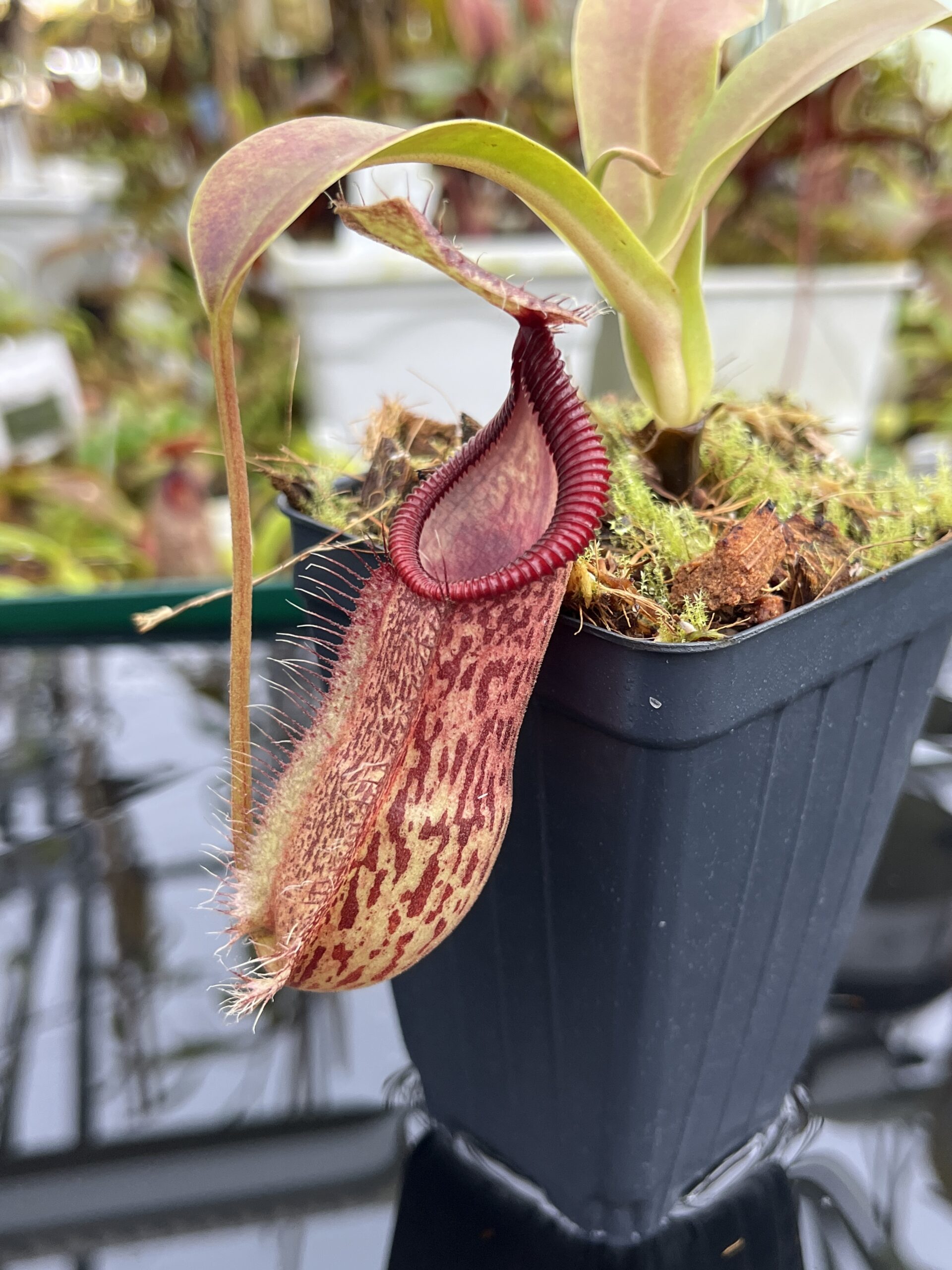 Close Up of Nepenthes spathulata x hamata | Borneo Exotics | BE-3793 | H26802