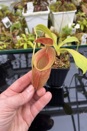 Close Up of Nepenthes spathulata x jacquelineae | Borneo Exotics | BE-3883 | H26860