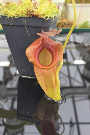 Close Up of Nepenthes spathulata x jacquelineae | Borneo Exotics | BE-3883 | H26914