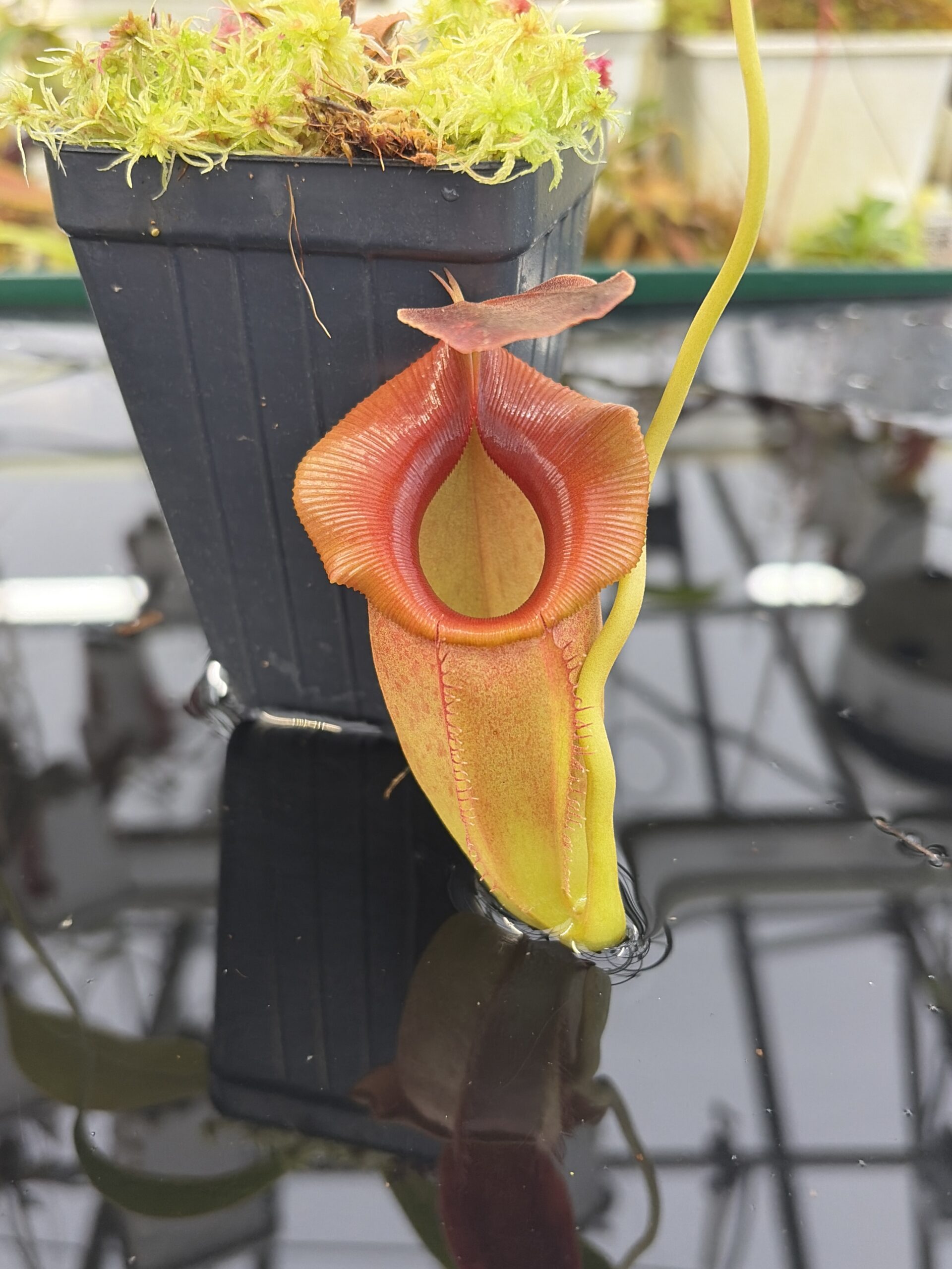 Close Up of Nepenthes spathulata x jacquelineae | Borneo Exotics | BE-3883 | H26914