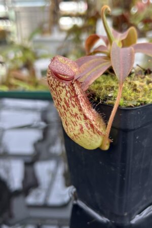 Close Up of Nepenthes spectabilis x klossii | Borneo Exotics | BE-4648 | H26807