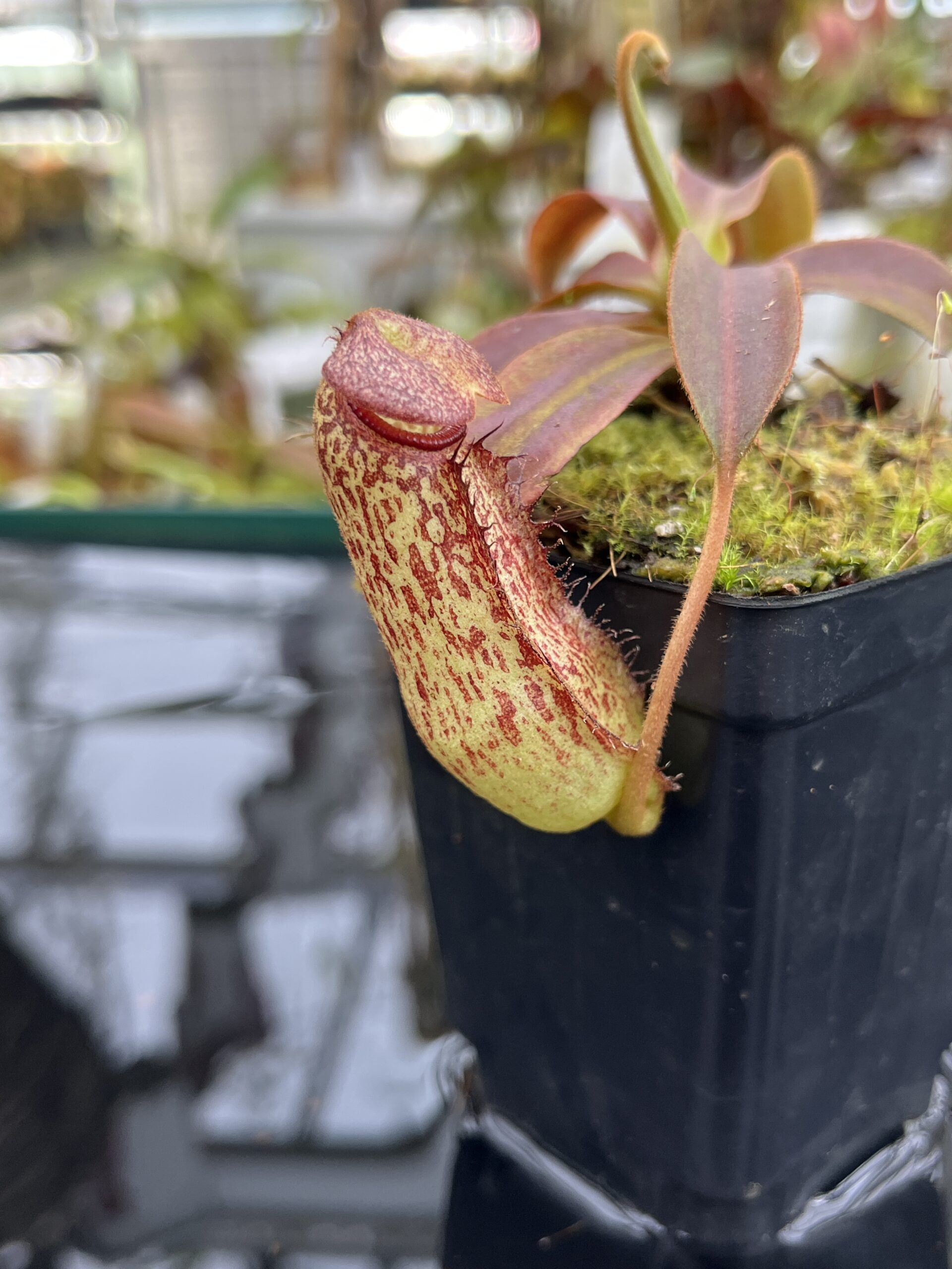 Close Up of Nepenthes spectabilis x klossii | Borneo Exotics | BE-4648 | H26807