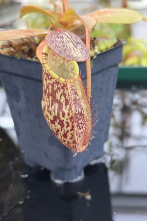 Close Up of Nepenthes spectabilis x mira | Borneo Exotics | BE-3181 | H26996