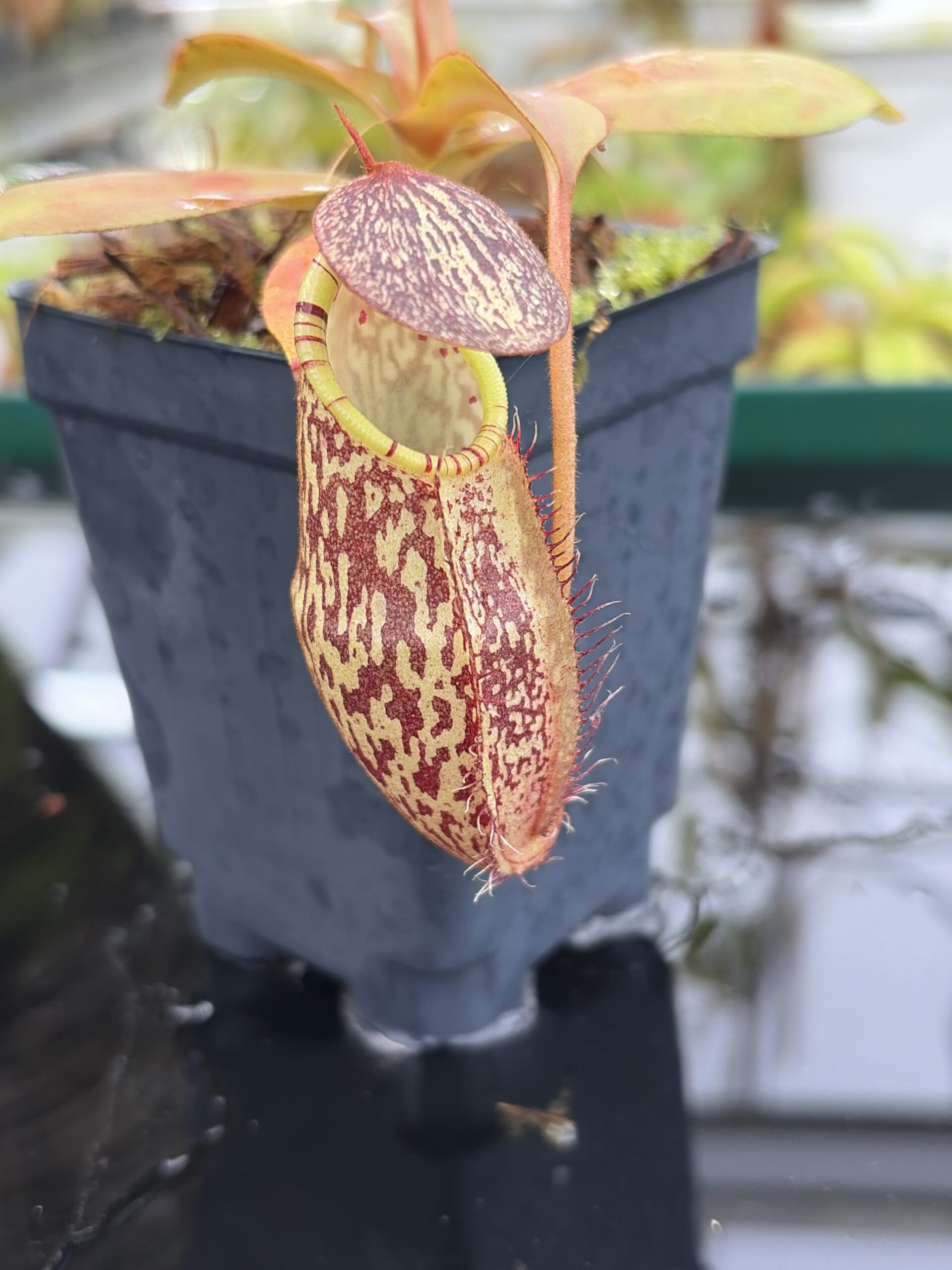 Close Up of Nepenthes spectabilis x mira | Borneo Exotics | BE-3181 | H26996