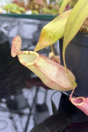 Close Up of Nepenthes spectabilis x mirabilis var. globosa | Borneo Exotics | BE-4523 | IN26792