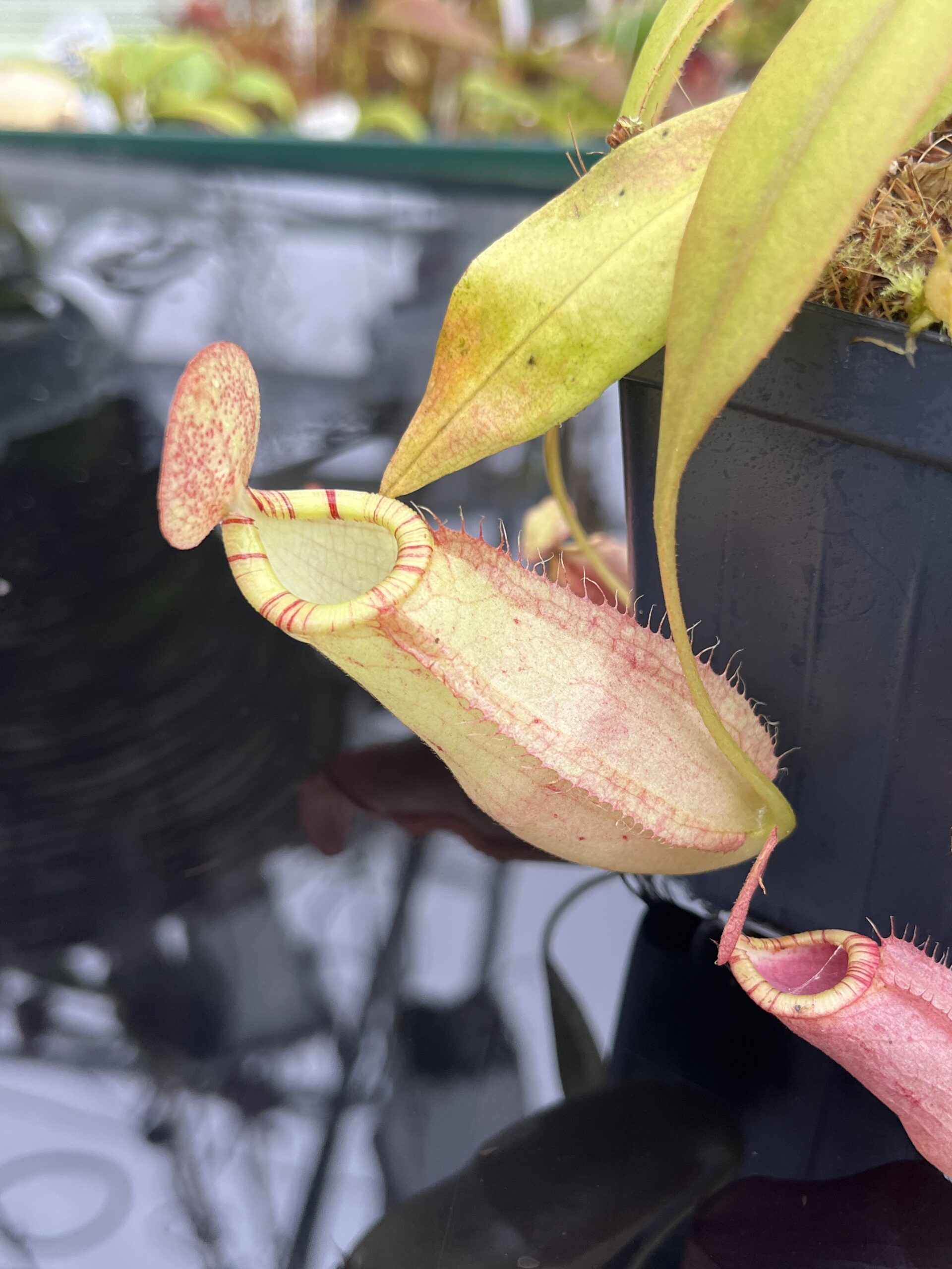 Close Up of Nepenthes spectabilis x mirabilis var. globosa | Borneo Exotics | BE-4523 | IN26792