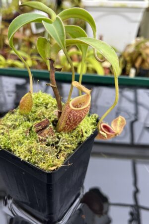 Close Up of Nepenthes talangensis | Borneo Exotics | BE-4075 | H26806