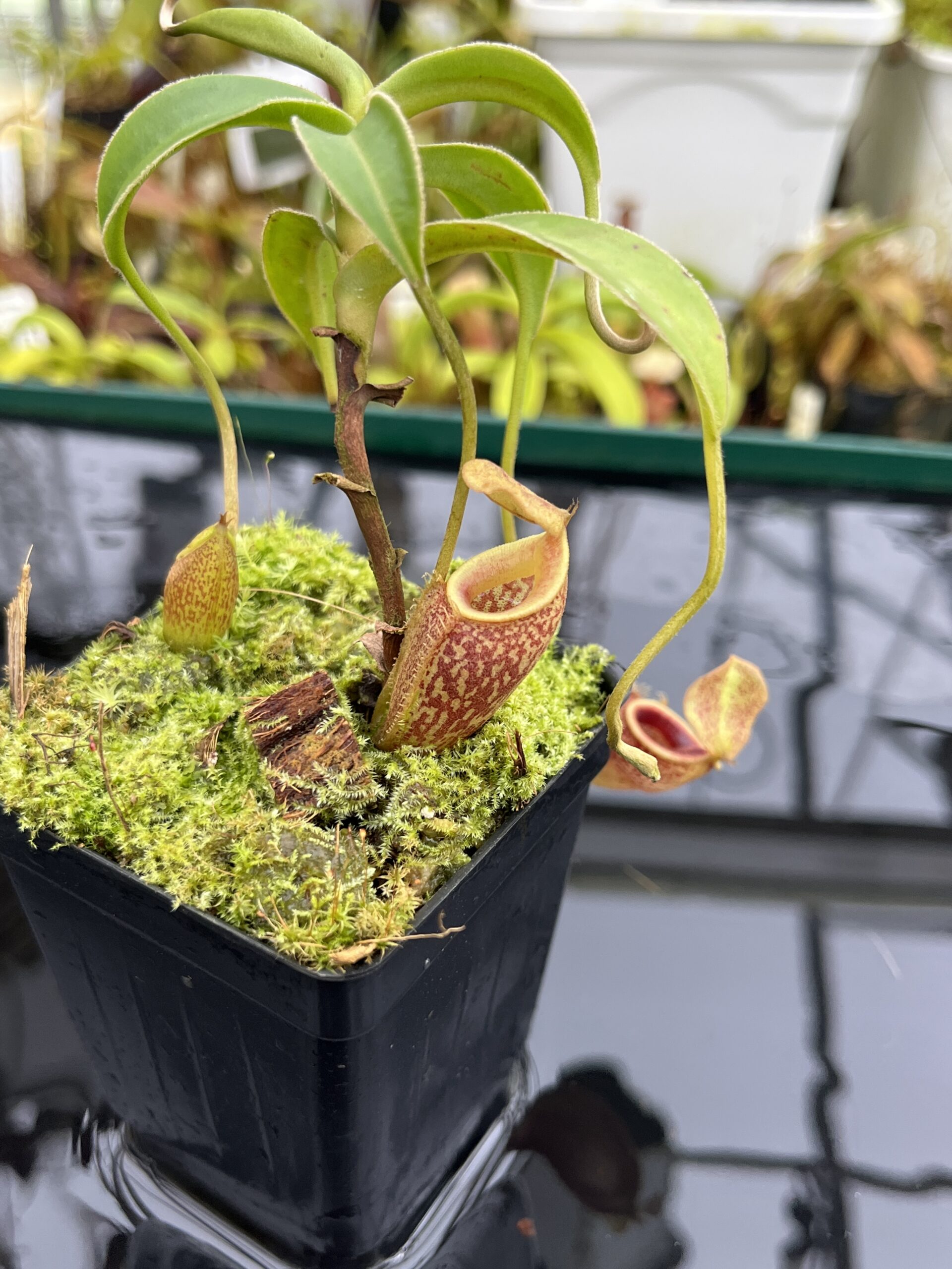 Close Up of Nepenthes talangensis | Borneo Exotics | BE-4075 | H26806