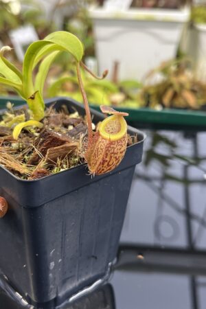 Close Up of Nepenthes talangensis x undulatifolia | Andreas Wistuba | AW-RSC | H26877