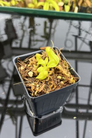 Close Up of Nepenthes truncata [(C) x (A)] | Assorted Clones | Florae Collaborative | FC-453 | IN26854
