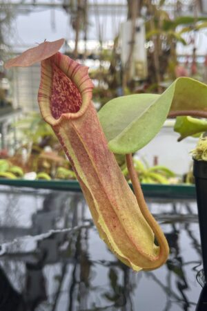 Close Up of Nepenthes truncata (Dinagat, Philippines) | Andreas Wistuba | AW-ISC | IN26779