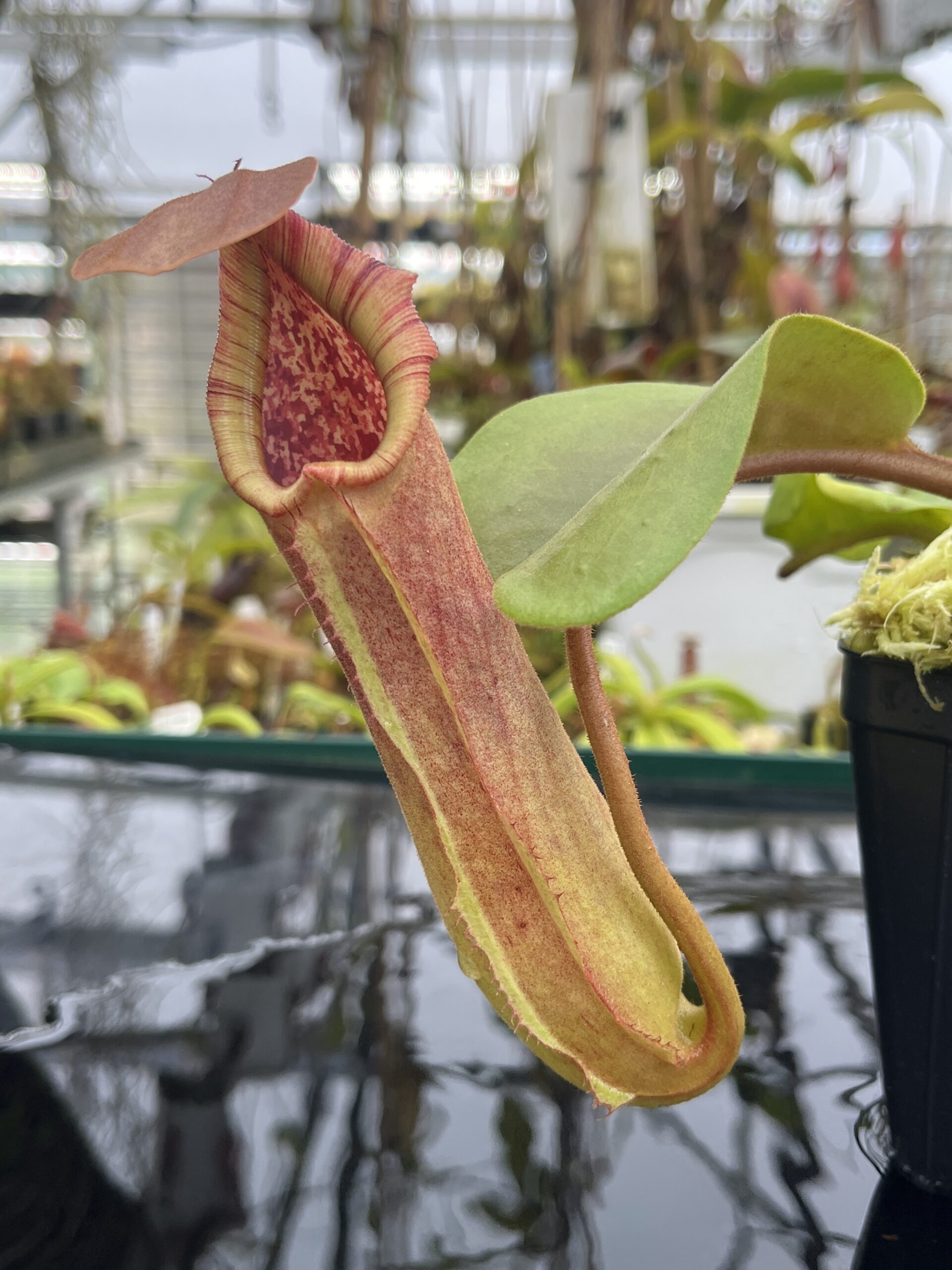 Close Up of Nepenthes truncata (Dinagat, Philippines) | Andreas Wistuba | AW-ISC | IN26779