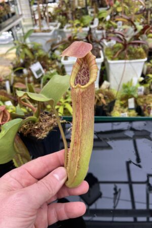 Close Up of Nepenthes truncata (Dinagat, Philippines) | Andreas Wistuba | AW-ISC | IN26845