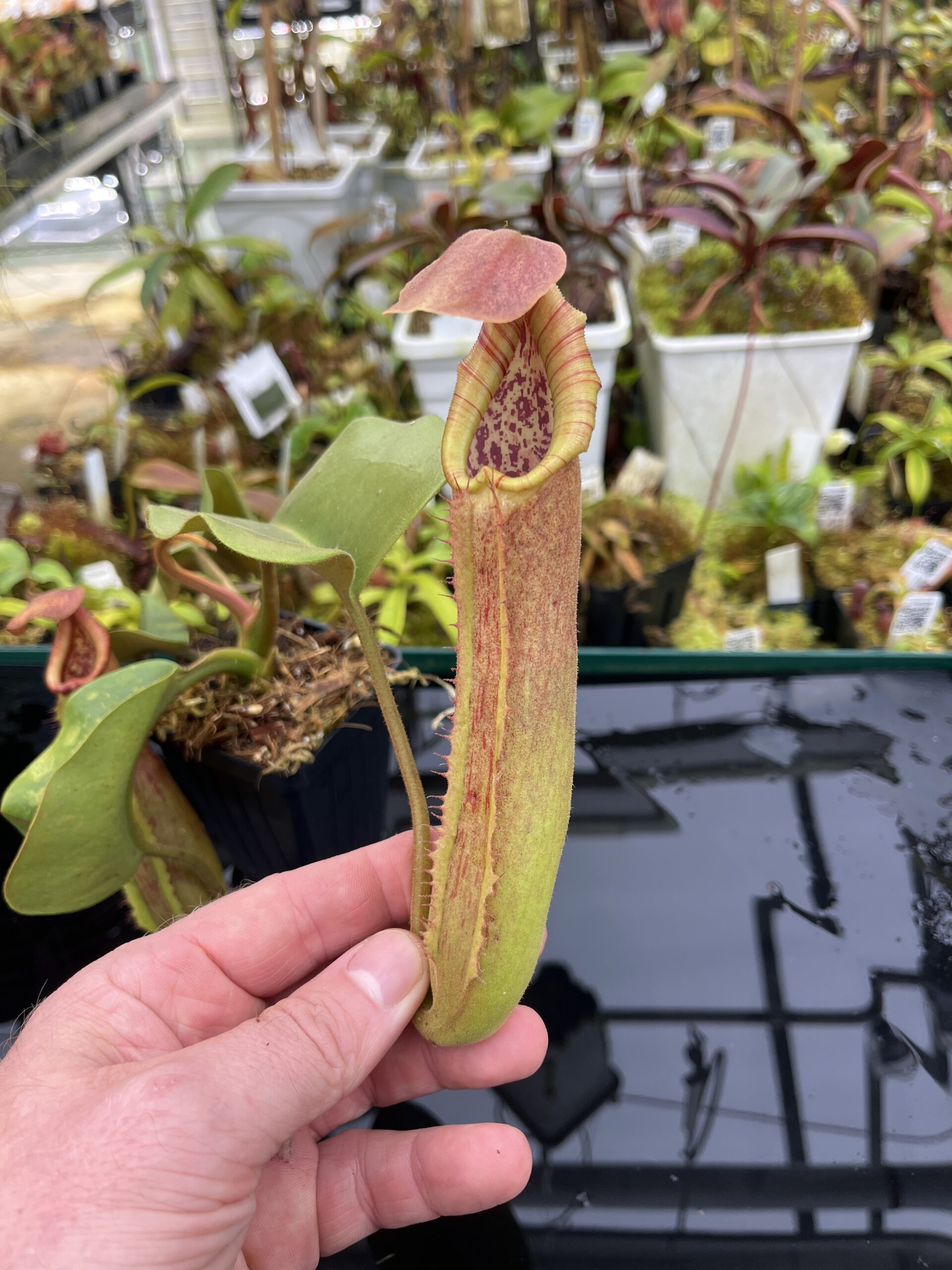 Close Up of Nepenthes truncata (Dinagat, Philippines) | Andreas Wistuba | AW-ISC | IN26845