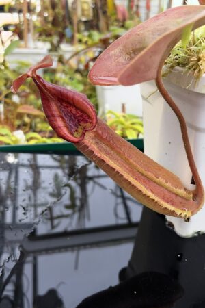 Close Up of Nepenthes truncata (Dinagat, Philippines) | Andreas Wistuba | AW-ISC | IN26904