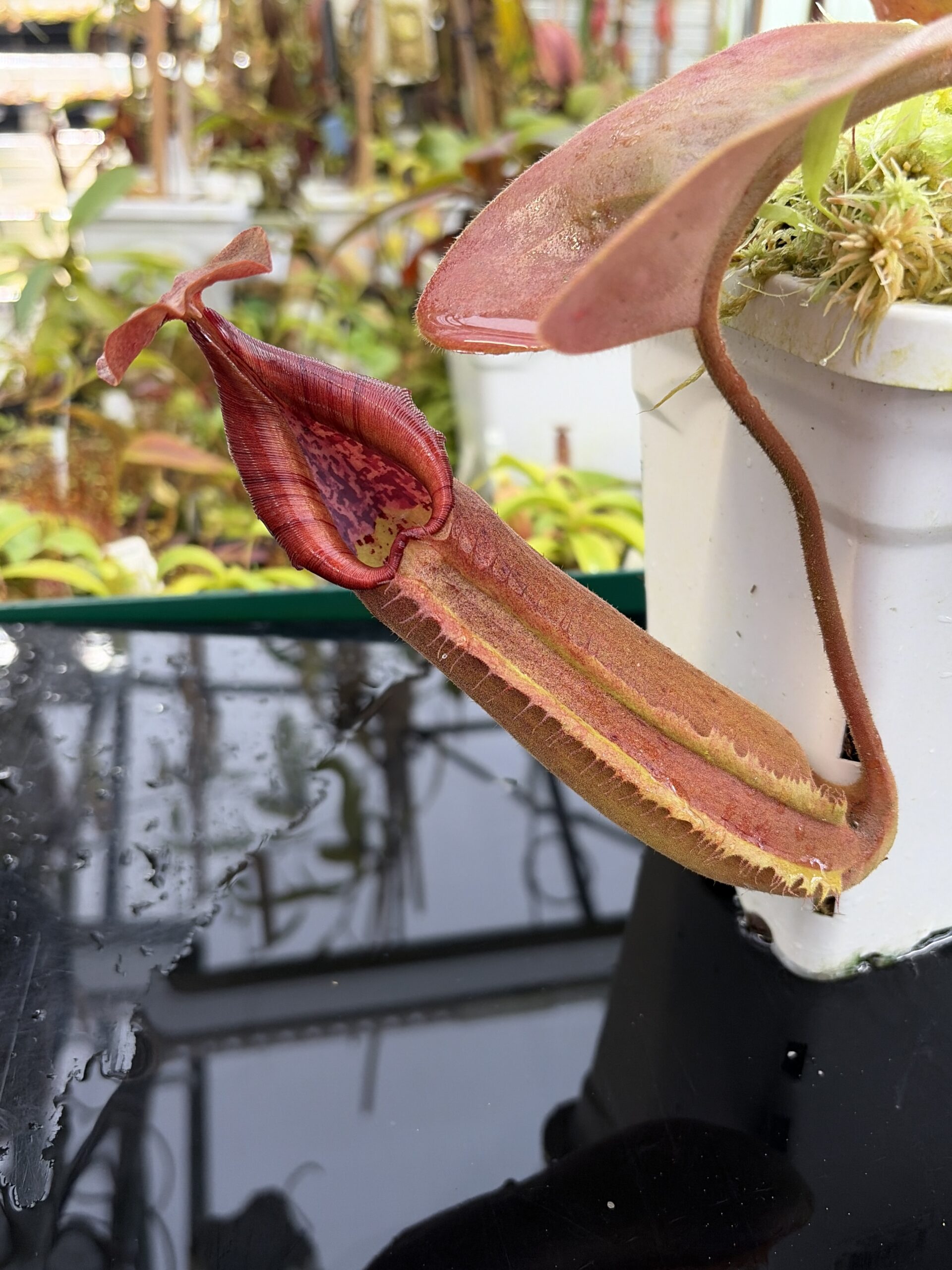 Close Up of Nepenthes truncata (Dinagat, Philippines) | Andreas Wistuba | AW-ISC | IN26904