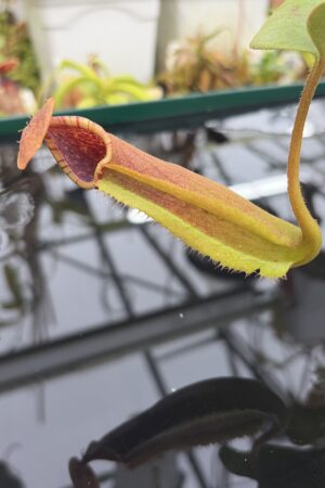 Close Up of Nepenthes truncata G (Mindanao, Philippines) | Andreas Wistuba | AW-ISC | IN26907