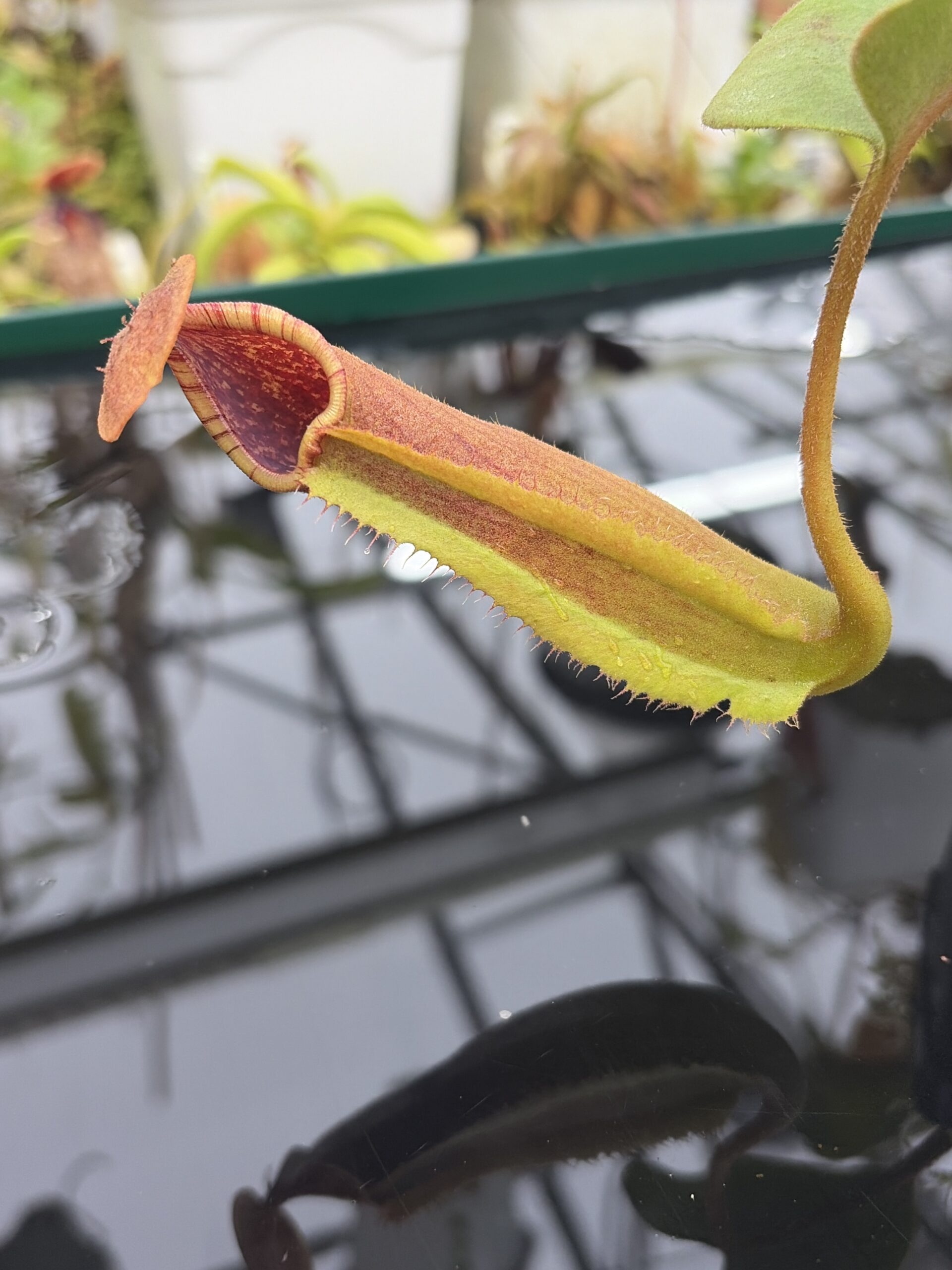 Close Up of Nepenthes truncata G (Mindanao, Philippines) | Andreas Wistuba | AW-ISC | IN26907
