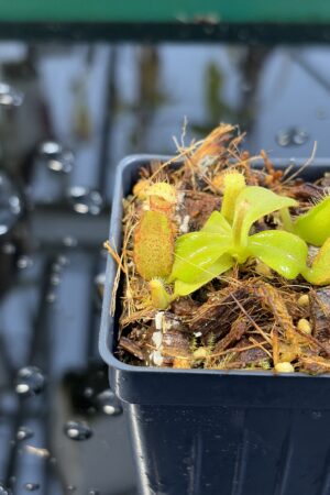 Close Up of Nepenthes (truncata x ephippiata) x macrophylla | Clone 1 | Jeremiah Harris | JH-354.01 | IN26972