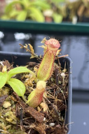 Close Up of Nepenthes (truncata x ephippiata) x villosa | Clone 10 | Jeremiah Harris | JH-352.10 | IN26857