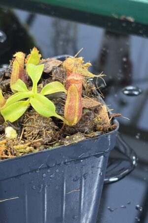 Close Up of Nepenthes (truncata x ephippiata) x villosa | Clone 21 | Jeremiah Harris | JH-352.21 | IN26973