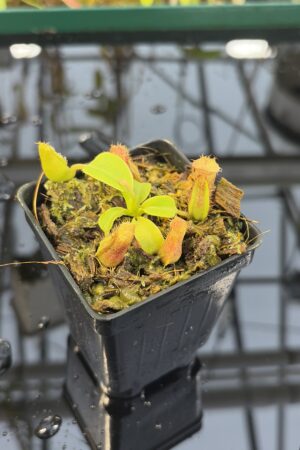 Close Up of Nepenthes truncata x villosa | Jeremiah Harris | Assorted Clones | Florae Collaborative | FC-355 | IN26964