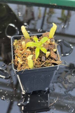 Close Up of Nepenthes ulukaliana Genting HL | Assorted Clones | Florae Collaborative | FC-369 | IN26975