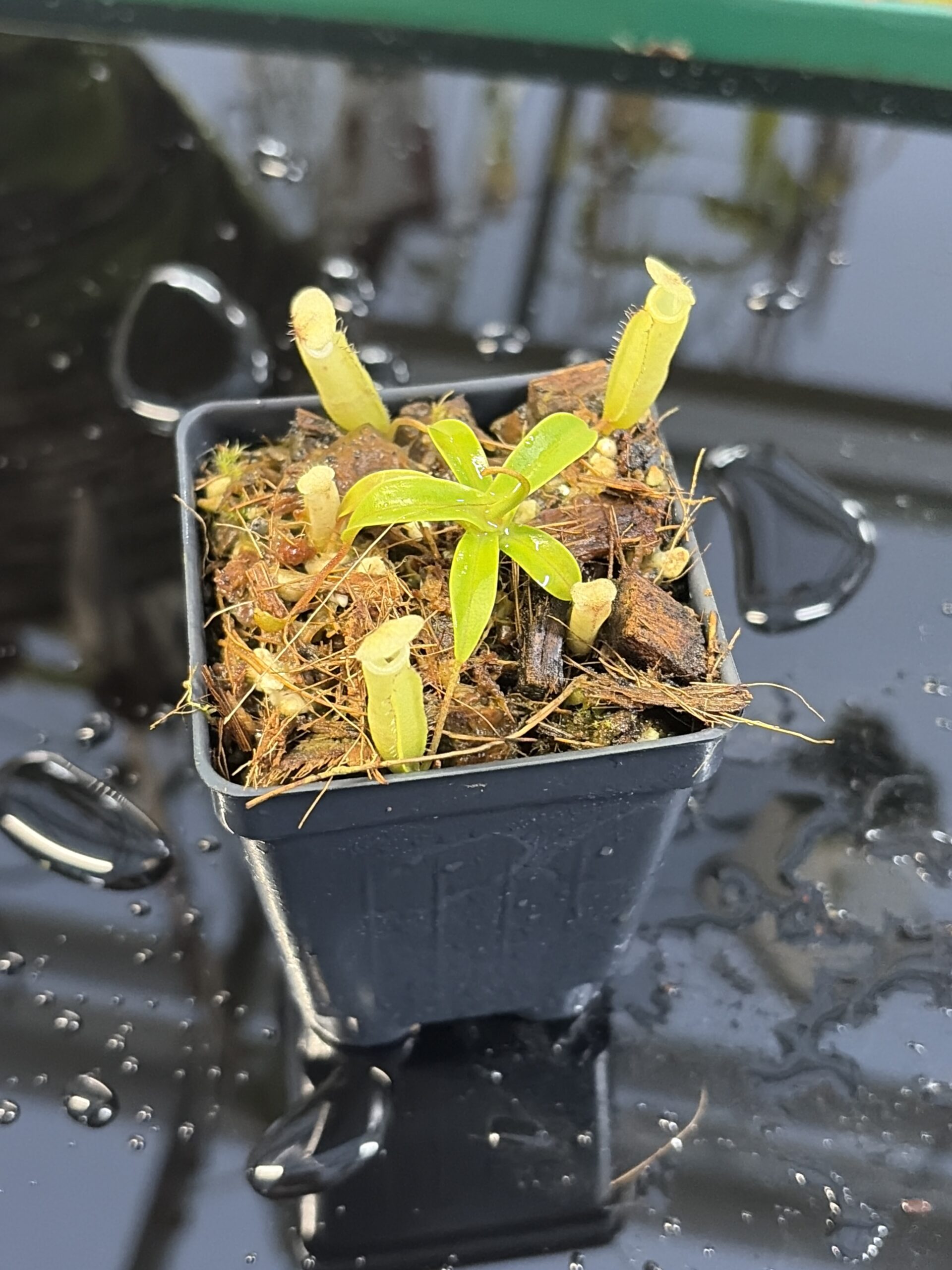 Close Up of Nepenthes ulukaliana Genting HL | Assorted Clones | Florae Collaborative | FC-369 | IN26975