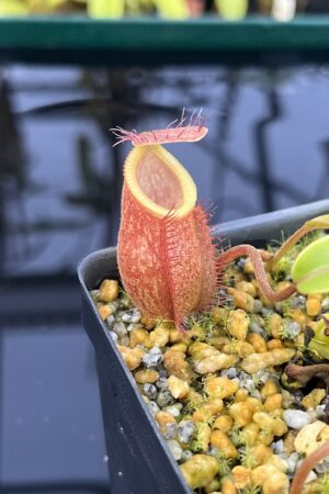 Close Up of Nepenthes undulatifolia x edwardsiana | Andreas Wistuba | AW-ISC | H26879