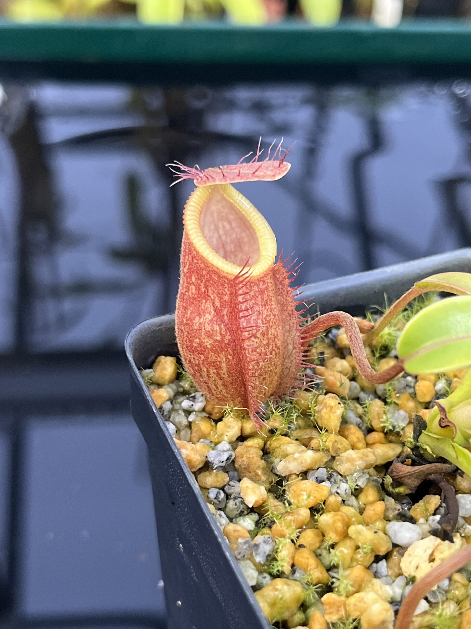 Close Up of Nepenthes undulatifolia x edwardsiana | Andreas Wistuba | AW-ISC | H26879