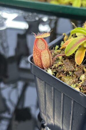 Close Up of Nepenthes undulatifolia x hamata | Andreas Wistuba | AW-01 | H26880