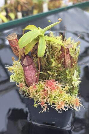 Close Up of Nepenthes undulatifolia x hamata | Andreas Wistuba | AW-01 | H26932