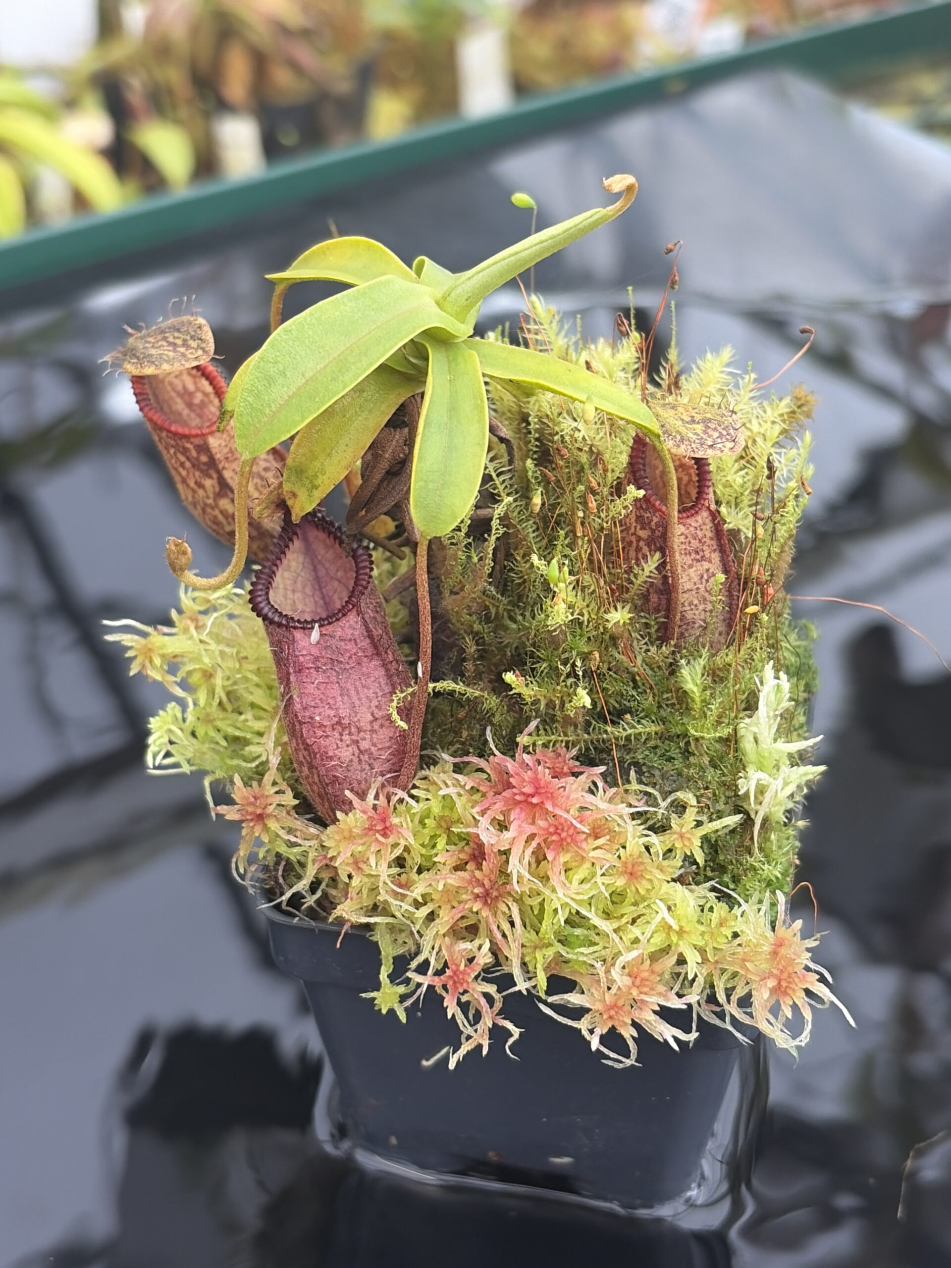Close Up of Nepenthes undulatifolia x hamata | Andreas Wistuba | AW-01 | H26932