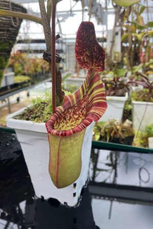 Close Up of Nepenthes veitchii x lowii | Borneo Exotics | BE-4508 | IN26891