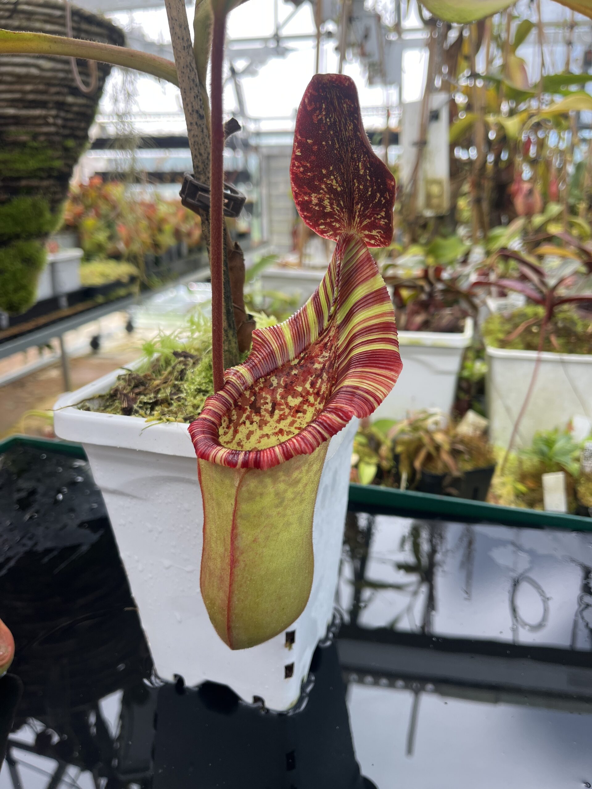 Close Up of Nepenthes veitchii x lowii | Borneo Exotics | BE-4508 | IN26891