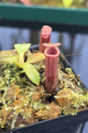 Close Up of Nepenthes (veitchii x lowii) x edwardsiana | Florae | Florae Collaborative | FC-122.13 | IN26962