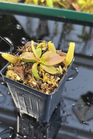 Close Up of Nepenthes (veitchii x lowii) x (spathulata x campanulata) | Florae | Clone 3 | Florae Collaborative | FC-208.03 | IN26971