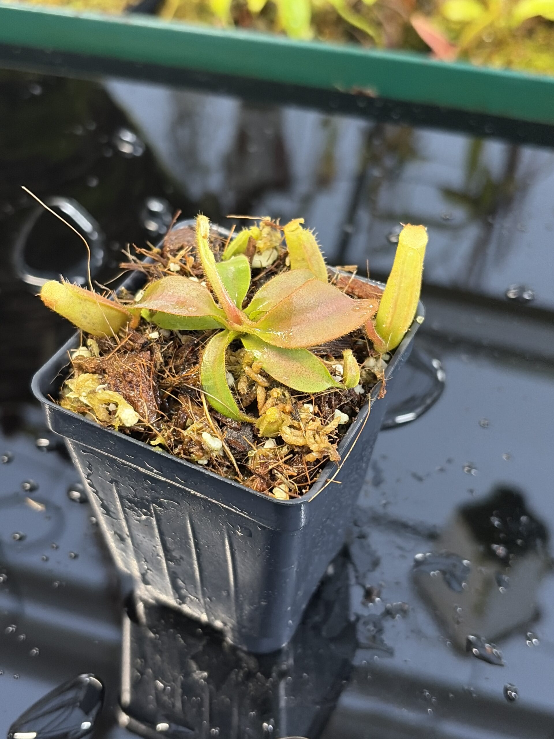 Close Up of Nepenthes (veitchii x lowii) x (spathulata x campanulata) | Florae | Clone 3 | Florae Collaborative | FC-208.03 | IN26971